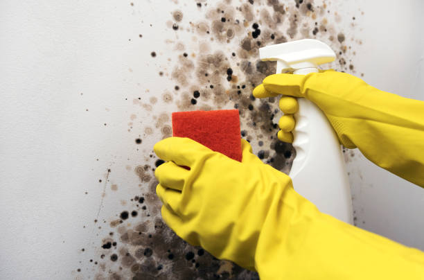 Trusted Bayview, CA Mold Remediation Experts